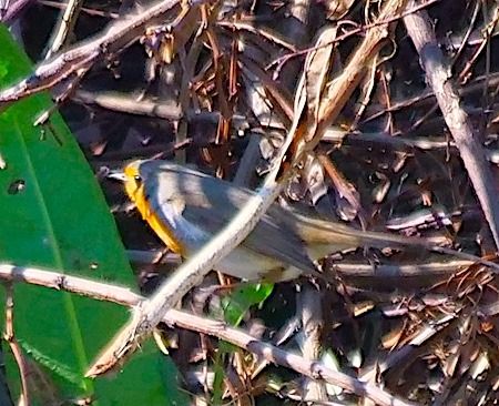 Pettirosso  - Angelo Pasqua