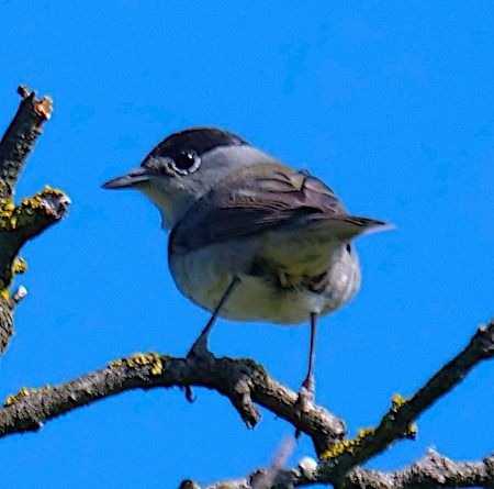 Capinera  - Angelo Pasqua