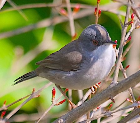 Samtkopfgrasmücke  - Angelo Pasqua