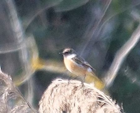 Saltimpalo comune  - Angelo Pasqua