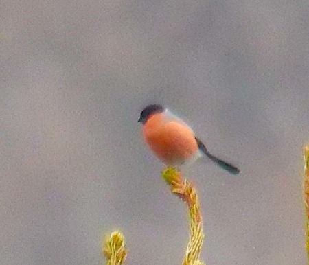 Ciuffolotto  - Angelo Pasqua