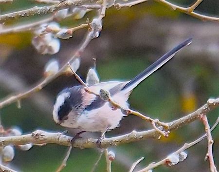 Codibugnolo  - Angelo Pasqua