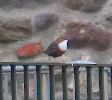 Merlo acquaiolo  - Angelo Pasqua