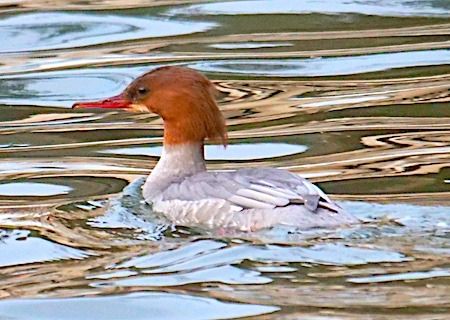 Gänsesäger  - Angelo Pasqua