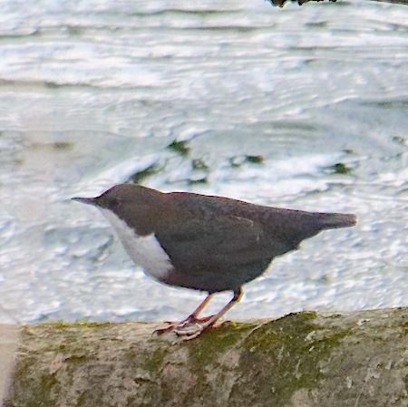 Merlo acquaiolo  - Angelo Pasqua
