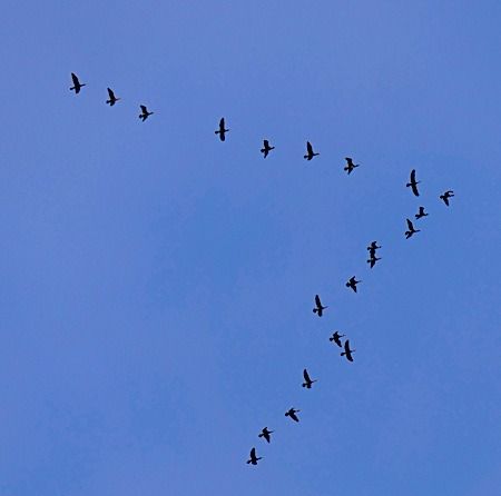 Cormorano  - Angelo Pasqua