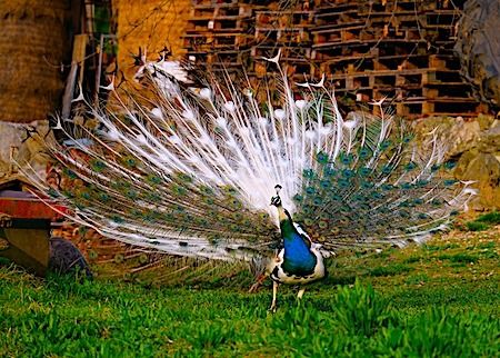 Pfau  - Angelo Pasqua