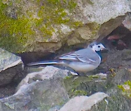 Ballerina bianca  - Angelo Pasqua