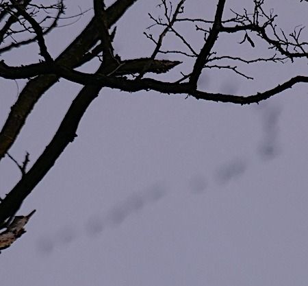 Gru  - Angelo Pasqua