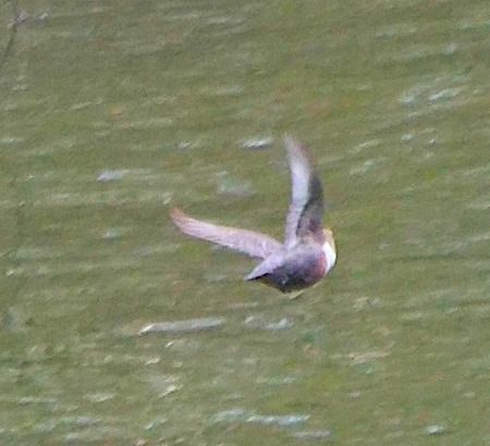 Wasseramsel  - Angelo Pasqua