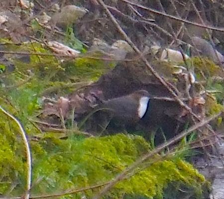 Merlo acquaiolo  - Angelo Pasqua