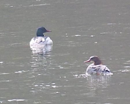 Smergo maggiore  - Angelo Pasqua