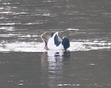 Gänsesäger  - Angelo Pasqua