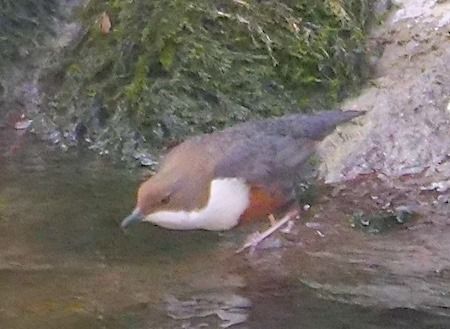Merlo acquaiolo  - Angelo Pasqua