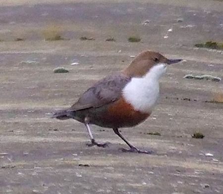 Merlo acquaiolo  - Angelo Pasqua