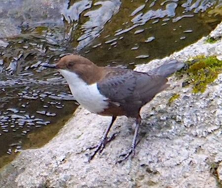 Merlo acquaiolo  - Angelo Pasqua