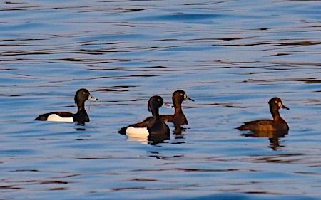 Moretta  - Angelo Pasqua