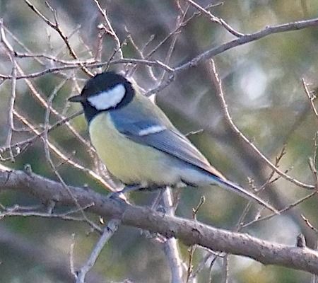 Cinciallegra  - Angelo Pasqua