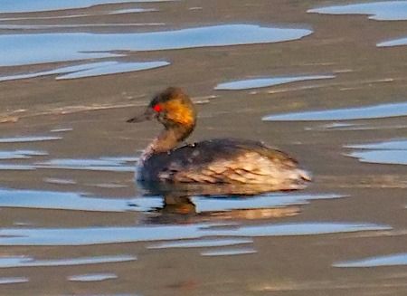 Svasso piccolo  - Angelo Pasqua