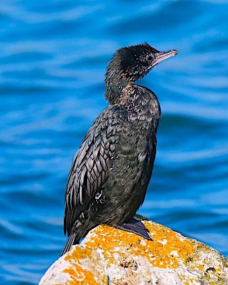 Marangone minore  - Angelo Pasqua