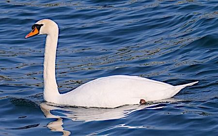 Cigno reale  - Angelo Pasqua