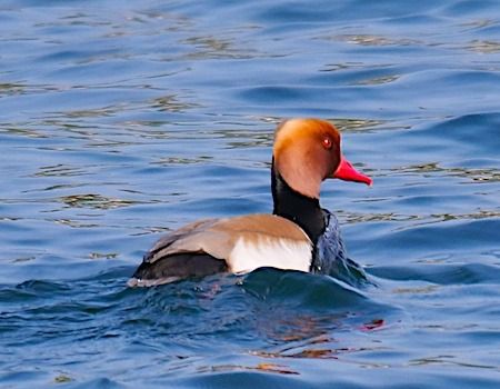 Fistione turco  - Angelo Pasqua