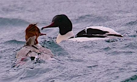 Smergo maggiore  - Angelo Pasqua