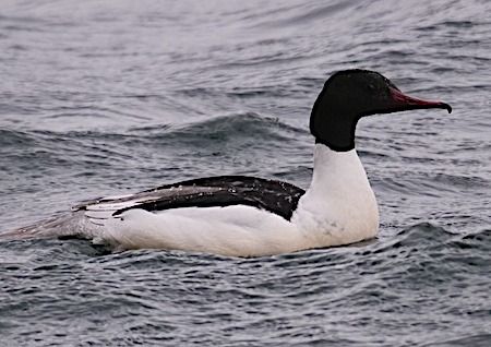 Smergo maggiore  - Angelo Pasqua