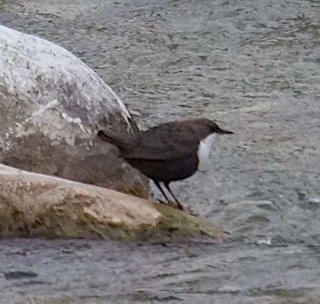 Merlo acquaiolo  - Angelo Pasqua