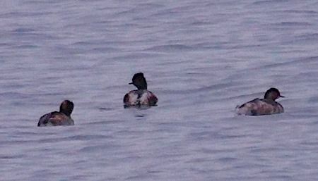 Svasso piccolo  - Angelo Pasqua