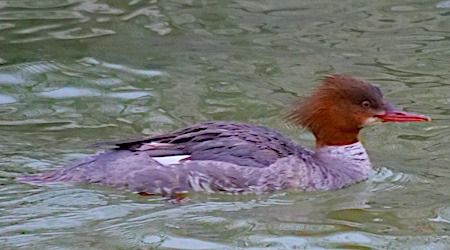 Smergo maggiore  - Angelo Pasqua