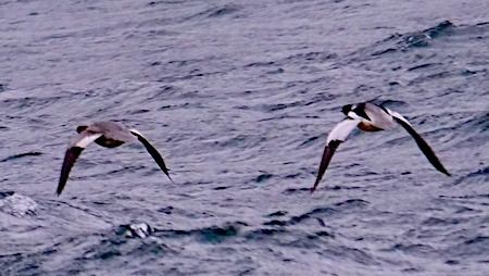 Smergo maggiore  - Angelo Pasqua