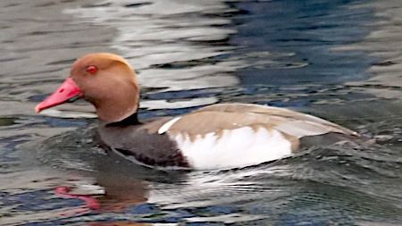 Fistione turco  - Angelo Pasqua