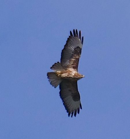 Poiana  - Angelo Pasqua