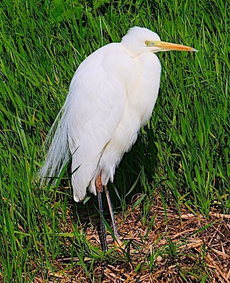 Airone bianco  - Angelo Pasqua