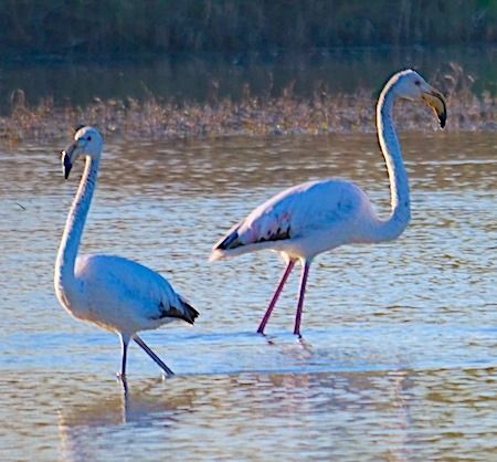 Fenicottero  - Angelo Pasqua