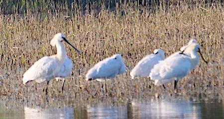 Spatola  - Angelo Pasqua