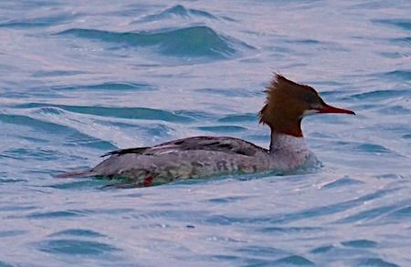 Smergo maggiore  - Angelo Pasqua