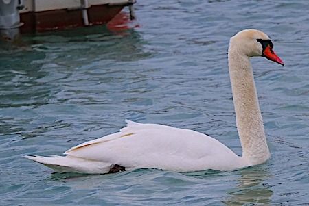 Cigno reale  - Angelo Pasqua