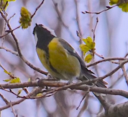 Cinciallegra  - Angelo Pasqua