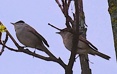 Capinera  - Angelo Pasqua