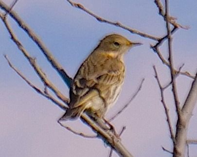 Pispola  - Angelo Pasqua