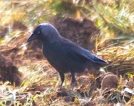 Taccola  - Angelo Pasqua