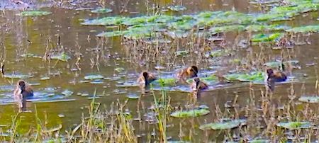 Germano reale  - Angelo Pasqua