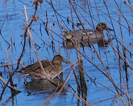 Alzavola  - Angelo Pasqua