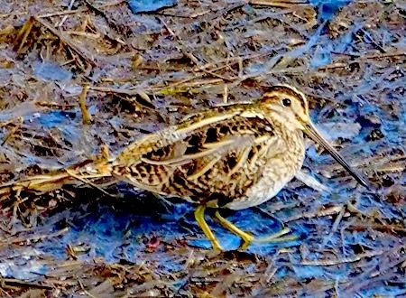 Beccaccino  - Angelo Pasqua