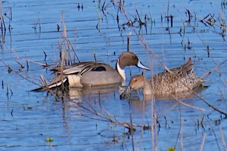 Codone  - Angelo Pasqua