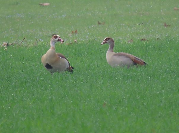 Oca egiziana  - Roberto Boscaini
