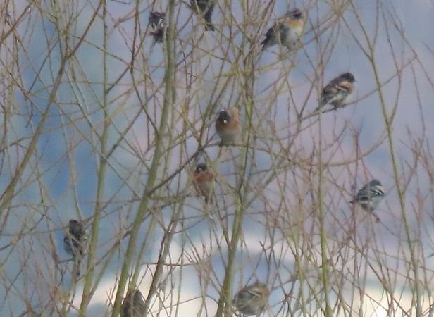 Peppola  - Roberto Boscaini