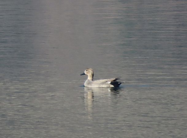 Canapiglia  - Roberto Boscaini